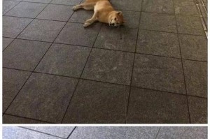 老狗不愿意回家的原因（探究老狗拒绝回家的背后原因及应对方法）