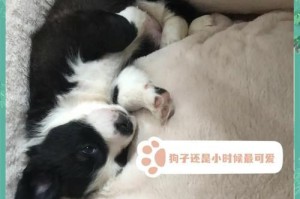 狗狗生了宝宝多久可以洗澡？（了解适合狗狗洗澡的时间与注意事项）