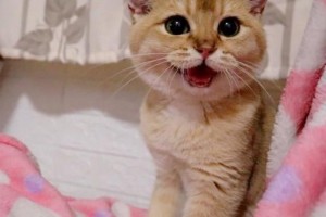 公猫抖尾巴的含义及解读（探索公猫尾巴抖动的深层意义与行为语言）