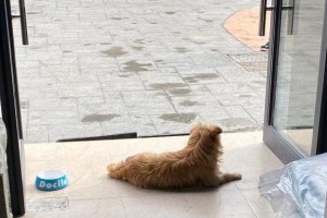 如何在家照顾2月小狗（分享狗妈妈的经验，让你的小狗安心健康成长）