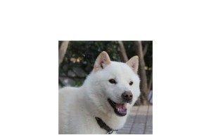 北海道犬的饲养方法（全面了解北海道犬的喂养、训练与护理）