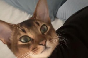 猫咪为什么喜欢趴在面前？（探究猫咪行为中的面前趴习惯）