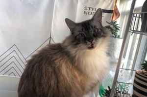猫咪绝育的重要性（为什么应该给猫咪绝育）