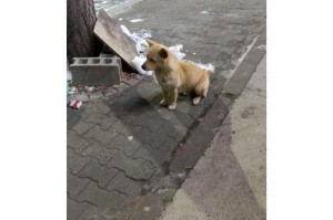 了解韩国本地土狗（探索韩国土狗的特点和保护现状）