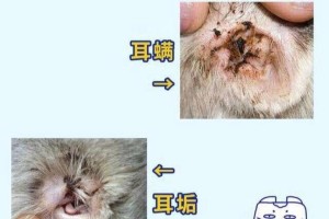 猫咪耳屎的特征与处理方法（了解猫咪耳屎的类型和清理方法，保持猫咪健康）