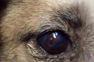狗狗眼睛异物突出——你需要知道的一切（如何处理狗狗眼睛异物，预防可能带来的麻烦）