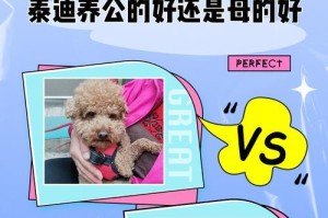 揭秘以母泰迪闹狗血的秘密（一场意外的爱恨情仇，背后隐藏了什么？）