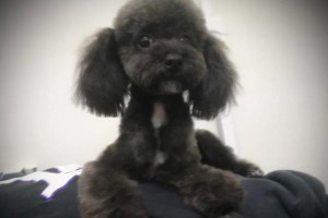 探寻灰色毛犬的魅力（从外貌到性格，一览灰色毛犬的无限魅力）
