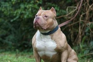 让比特犬不凶的养法（以宠物为主，打造温顺犬）