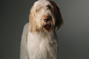 史毕诺犬的饲养指南（如何养护健康的史毕诺犬）