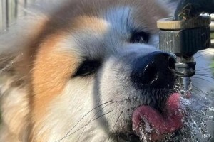 狗狗喝什么饮料？（了解适合狗狗喝的饮料，提供健康饮品）
