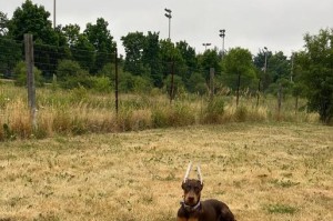 养杜宾犬的考量与建议（了解杜宾犬的优缺点，做出明智选择）
