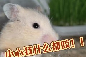 揭秘仓鼠咬人之谜（为何仓鼠总是对我产生攻击欲望？）