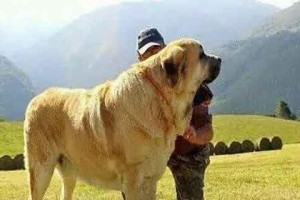 探秘大丹犬的性格特点（了解大丹犬的个性，打造和谐宠物生活）