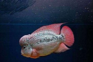 探秘罗汉鱼的风水、鉴赏与分类奥秘（揭开罗汉鱼神秘面纱，了解其风水禁忌，悦目鉴赏与科学分类）