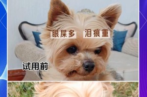 狗狗泪痕和眼屎的原因及解决方法（小狗泪痕重眼屎也多的原因是什么？以及如何处理？）