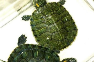 如何正确饲养裙边龟？（掌握5个要点，让裙边龟健康成长）