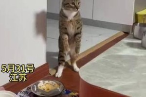 为什么猫喜欢盯着人看（探索猫咪眼神背后的心理和行为）