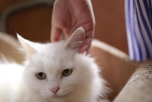 如何保证宠物猫咪身体健康？（从日常护理到预防接种，你需要知道的所有事情）