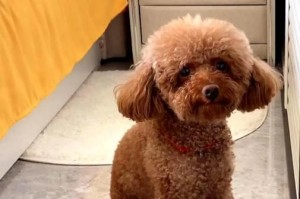 贵宾犬大小便训练秘籍（从宠物到好伴侣，让贵宾犬的大小便成为你的“快乐源泉”）