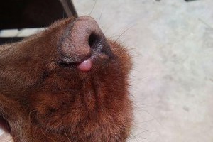 狗狗鼻子上的白色物质（狗狗鼻子上的白色物质，如何保持鼻部健康？）