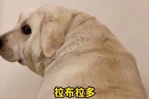 拉布拉多为什么老叫？（探索拉布拉多犬的叫声背后的原因和意义）