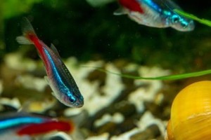 虎皮鱼的饲养方法（打造健康美丽的水族箱）