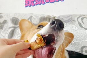 如何选择适合训狗的零食（为你的狗狗提供健康与美味）