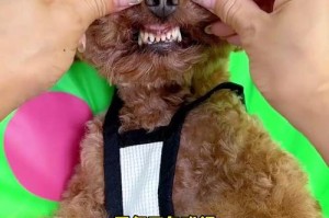 狗狗牙龈发黑的原因及预防方法（探究狗狗牙龈发黑的原因，了解如何预防这一问题）