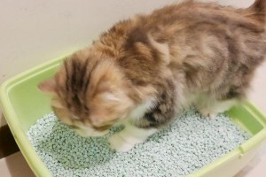 如何正确使用猫砂？猫砂使用指南