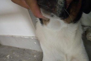 为什么狗挠脖子会肿？（探索狗挠脖子肿胀的原因和解决方法）