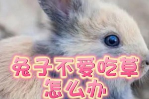 为什么兔子不停吃？（探究兔子吃不停的原因及其影响）