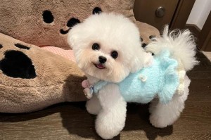 探索世界上最好看的狗品种（美丽、迷人、令人心动的狗狗品种精选）