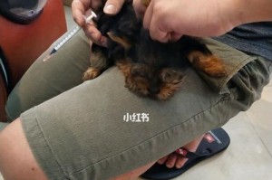 选择适合约克夏洗澡的产品及步骤（让你的约克夏宠物焕然一新，拥有舒适的洗澡体验）