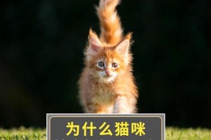 猫咪独爱逍遥行（解密猫咪天性，揭秘其独特行为习惯）