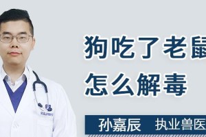 老鼠药为何能毒死狗？（揭秘老鼠药的致命效果及其对狗的危害）