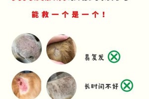 常用药物让你的狗狗健康快乐（了解狗狗常用药物，助力宠物健康）