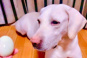 狗狗吃鸡蛋的益处与注意事项（了解狗狗饮食，科学喂养）