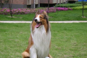 探索颗粒犬的品种多样性与特点（了解颗粒犬的起源、外貌和性格特征，以及养护要点）