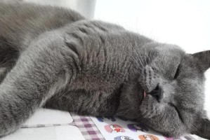 小猫为何只撒尿不拉屎？（探索小猫排泄问题的原因和解决方法）