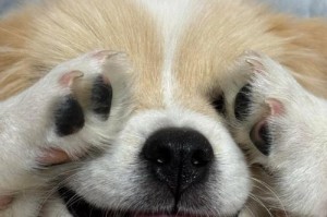 养幼犬的必备知识（准备好这些，让幼犬健康快乐成长）