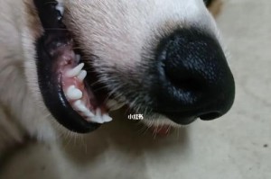 为什么狗狗会有双排牙？（探索狗狗双排牙的原因和功能）