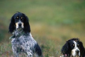 英国雪达犬的饲养方法（了解这些，让你的雪达犬健康快乐生活）