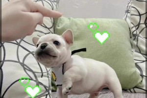 法斗的头发生长周期及适宜护理方法（揭开法斗长头发的奥秘，让你的爱犬更加迷人！）