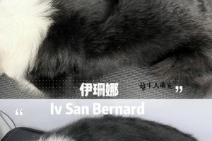 犯罪心理解析（透视罪案背后的心理因素，揭秘犬毛旁的罪恶行径）