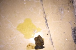 小狗大便的颜色对健康的重要性（揭开小狗大便颜色的秘密，了解它们所代表的健康状况）