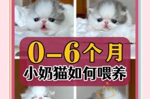 奶猫出生多久可以洗澡？（了解奶猫的生长阶段和适宜洗澡时机）
