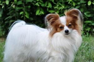 如何给蝴蝶犬修毛？六个步骤轻松搞定！（宠物爱好者必看的全面指南）