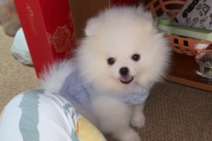 博美犬的饮食指南（了解博美犬的饮食习惯及健康食谱）