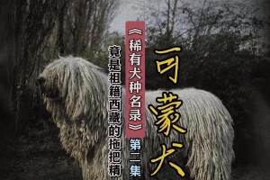 揭秘狗为什么喜欢拖把的原因（探索狗与拖把的奇妙关系）